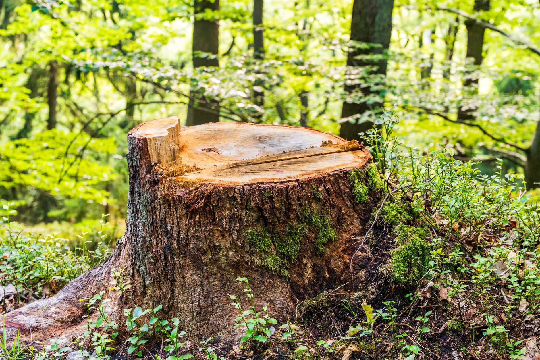 Tree Trimming — Shady Ash Tree Trimmers