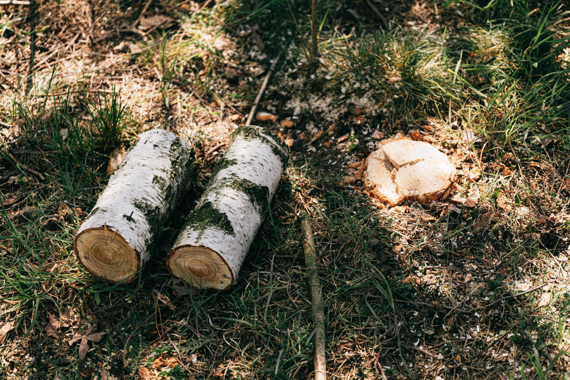 Stump Removal — Shady Ash Tree Trimmers